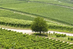 vin rouge lyon