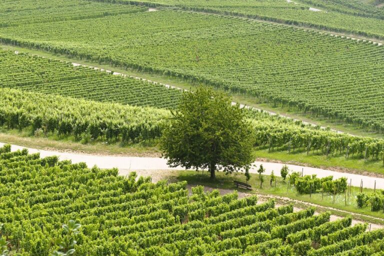 vin rouge lyon